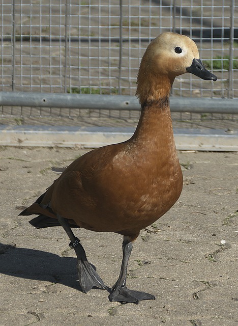 努力奋斗